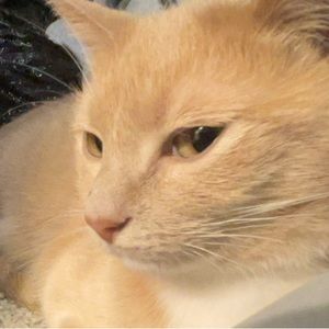 Meet your Posher, Grace